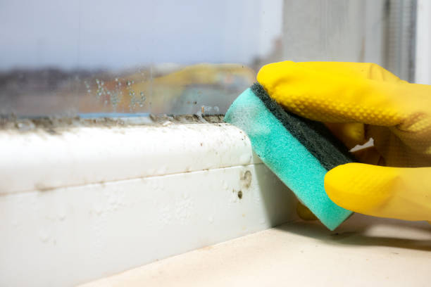 Best Emergency Mold Remediation in Caribou, ME